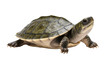 © Ari - Isolated view of a freshwater turtle walking, showcasing its unique shell and scaly skin
