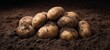 © Marta B - The Potatoes on Soil in Rustic Setting Fresh Organic Harvest Closeup Background