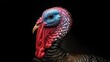 © VolumeThings - Close-up of an adult female wild turkey's head and neck on a dark background with space for text, horizontal orientation