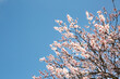 © Simplementbeau. - Amandier en fleurs, au premier plan les branches de l'arbre illuminées par le soleil avec de belles fleurs rose clair, en arrière plan un beau ciel bleu
