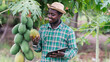 © arrowsmith2 - African Smart Farmer Inspecting Papaya Harvest with Digital Tablet