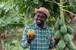 © arrowsmith2 - Happy African Farmer Harvesting Ripe Papaya in Organic Orchard