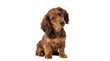 © Hans - Cute long-haired dachshund puppy with expressive eyes and brown fur, sitting calmly, isolated PNG on transparent background, a delightful pet