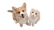 © Hans - Adorable Corgi puppy and Scottish Fold kitten looking up together, a charming isolated pet duo PNG on transparent background