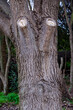 © Primi - Curioso tronco de árbol en los Ullals de, Gandía