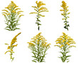 © Ali - Vibrant photograph of six individual goldenrod flower plants, known for their bright yellow blooms.