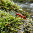 © Surya - Extreme macro close-up of a tiny red ant carrying a green leaf fragment across wet moss with morning dew droplets