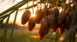 © Hedi - Golden dates fruit on palm tree branch with sun flare at sunset