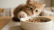 © Александр Марченко - Kitten reaching paw for a bowl of cat food