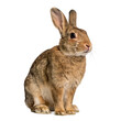 © Stock Center - Adorable Brown Wild Rabbit Sitting and Looking Sideways