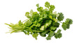 © Nuria - Isolated fresh green vibrant cilantro bunch, fragrant herb for cooking, healthy food ingredient