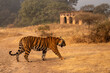 © NaturePL - Bengal tiger (Panthera tigris tigris) sub adult walking in front of old temple, Ranthambhore, Rajasthan, India. Endangered.