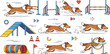 © jafrine - Dog Agility Training Animation Set with Collie Jumping Over Obstacles, Tunnel, Ramp and Hoops for Pet Sport Movement Sequence Cartoon Illustration