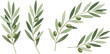 © AAMR Creative - Olive tree branches with green leaves and olives on white background