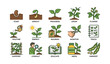 © Cali6ro - Plant growth stages and gardening tips illustrated guide