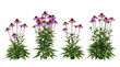 © T Studio - echinacea purpurea, purple coneflower, isolated, garden flowers, medicinal plant, herbal remedy, perennial vibrant clumps on black background for botany and wellness design.