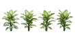 © T Studio - Dieffenbachia, Dumb cane, Houseplant, Tropical plant, Variegated leaves, Indoor foliage, Isolated on black background, set of four lush green ornamental plants for home decor.