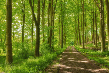  Nature, trees and dirt path in woods for hiking adventure, tourism and wilderness route for sightseeing. Greenery, scenic landscape and trekking trail for exploration, outdoor and forest in Denmark