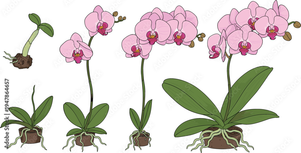 Orchid Growth Stages From Seed To Bloom Step by Step Life Cycle Of 