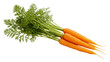 © Maelle - Isolated bunch of fresh organic carrots with vibrant green tops, perfect healthy food ingredient
