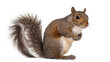 © Maria - Isolated cute grey squirrel standing upright with fluffy tail, paws clasped attentively