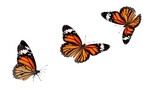Isolated monarch butterflies flying together, beautiful orange and black insect wildlife collection