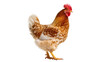 © Maria - Isolated domestic brown and white speckled chicken standing proudly, farm animal studio shot