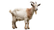 © Femke - Isolated adult male goat with brown and white fur, distinctive horns and a long beard