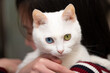 © hakase420 - 飼い主に抱かれている白い猫