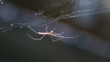 © R_yuliana - A close-up macro shot of a spider hanging from its silky web against a soft, blurred background. This wildlife scene highlights the intricate structure of spider silk