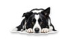 © Anis - Black and white border collie dog resting its head on its paws, looking forward with a calm expression