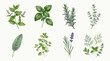 © CHAMOD  - Watercolor collection of fresh culinary herbs including basil, mint, rosemary, thyme, sage, oregano, lavender, and dill isolated on white textured background.