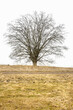 © a40757se - Alone small tree on meadow in morning with fog