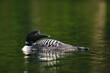 © ADDICTIVE STOCK - Adult common loon gliding on a calm lake surface