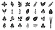 © lahiru - A large collection of various fresh herb and spice plant leaf silhouettes, illustrating different aromatic culinary ingredients for cooking and healthy living.