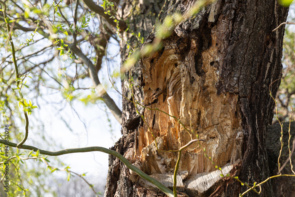 Wounded Tree Closeup Of Damaged Bark Surface. Examination Of Wounded Tree Surface ...