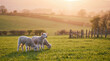 © Rowdie - Photograph of three adorable young lambs grazing peacefully in a vibrant green pasture at sunset.