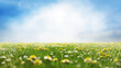 © Photocreo Bednarek - Green meadow with blooming dandelions and daisies under a bright sunny sky