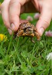 © Brother Stocks - Small turtle being held by human fingers in a grassy field