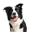 © Liton Khan - Playful black and white border collie dog with a joyful open-mouth smile isolated on white background
