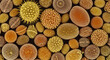 © Satrio - Microscopic view of various pollen grains.