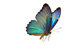 Isolated iridescent blue and green butterfly with delicate wings, a beautiful creature of nature