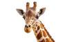 © Eva - Isolated close-up portrait of a majestic giraffe head and neck looking at camera