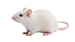 © Maria - Isolated healthy white albino laboratory rat, a common small rodent used for scientific studies