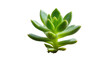 © Maria - Isolated fresh green succulent plant with thick leaves arranged in a beautiful rosette shape