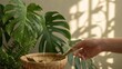 © pkproject - A hand reaches into a wicker basket near lush Monstera leaves with d d light on the wall
