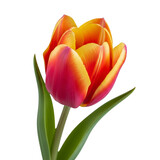 Red and yellow tulip flower isolated on white background