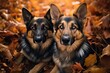 © Margarita Ratatosk - Two German shepherd dogs lying in dry autumn leaves. Pets resting in park during fall season. Loyal canine companions looking at camera outdoors. Golden forest mood and nature concept.
