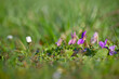 © in_colors - Wild violets blooming close to the ground in spring meadow