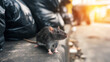 © Bonsales - Rat standing on grey concrete next to black rubbish bags outdoors, exploring urban environment during daytime